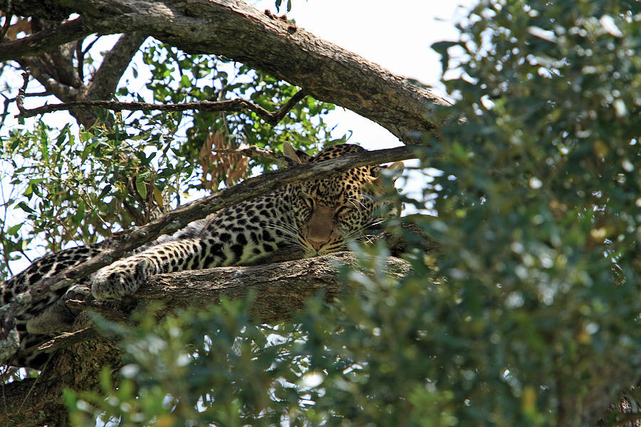 Leopard On The Masai Mara Photograph by Aidan Moran