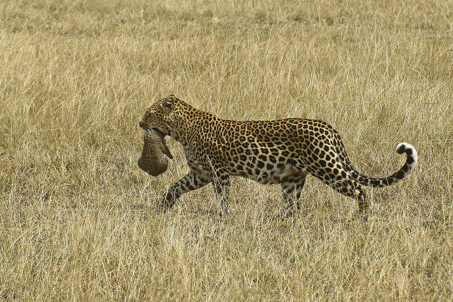 Leopard on the Move Photograph by Michele Burgess