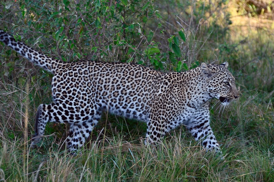 Leopard on the Move  Masai Mara Photograph by Tom Wurl