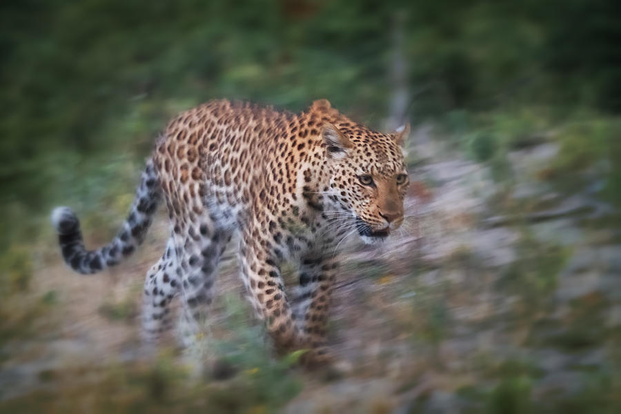 Leopard on the Prowl Photograph by Sylvia J Zarco