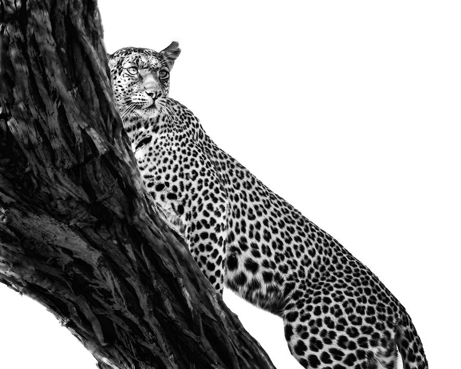 Leopard On Watch Photograph by Gigi Ebert