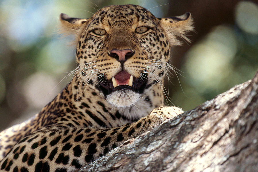 Leopard Panthera Pardus Photograph by Charles Angelo