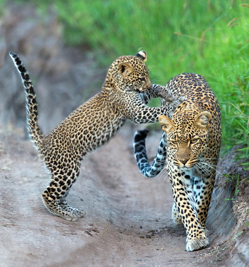 Leopard Panthera Pardus Family Photograph By Panoramic Images - Fine ...