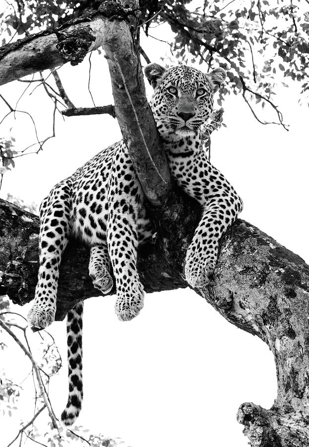 Leopard - Panthera Pardus. Leopard Will Photograph by Peter Van Der Byl Leopard - Panthera Pardus. Leopard Will Photograph by Peter Van Der Byl