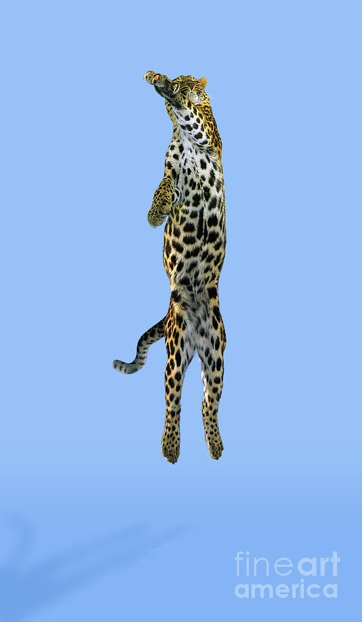 Leopard Panthera Pardus Photograph by Stephen Dalton