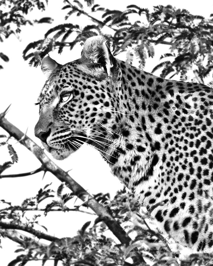 Leopard Portrait Photograph by Gigi Ebert