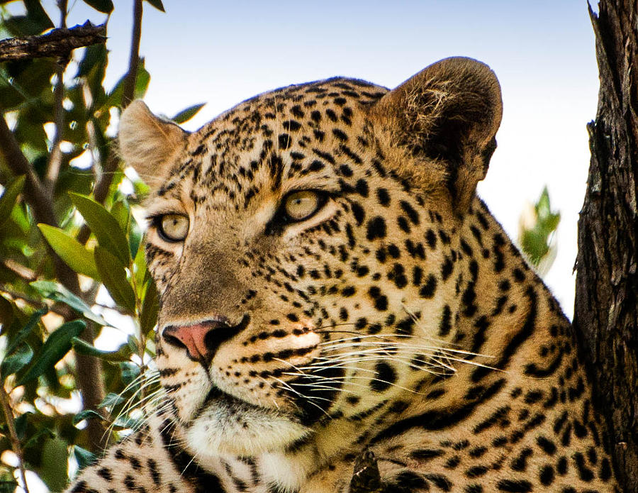 Leopard Portrait Photograph by Peggy Blackwell