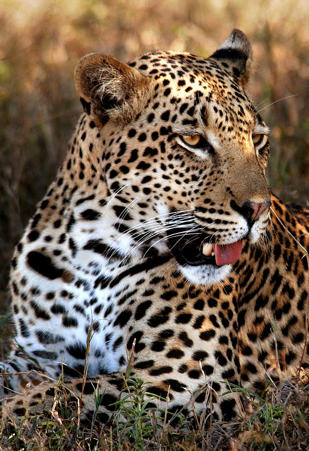 Mammal Photograph - Leopard portrait by Sharon Bishop