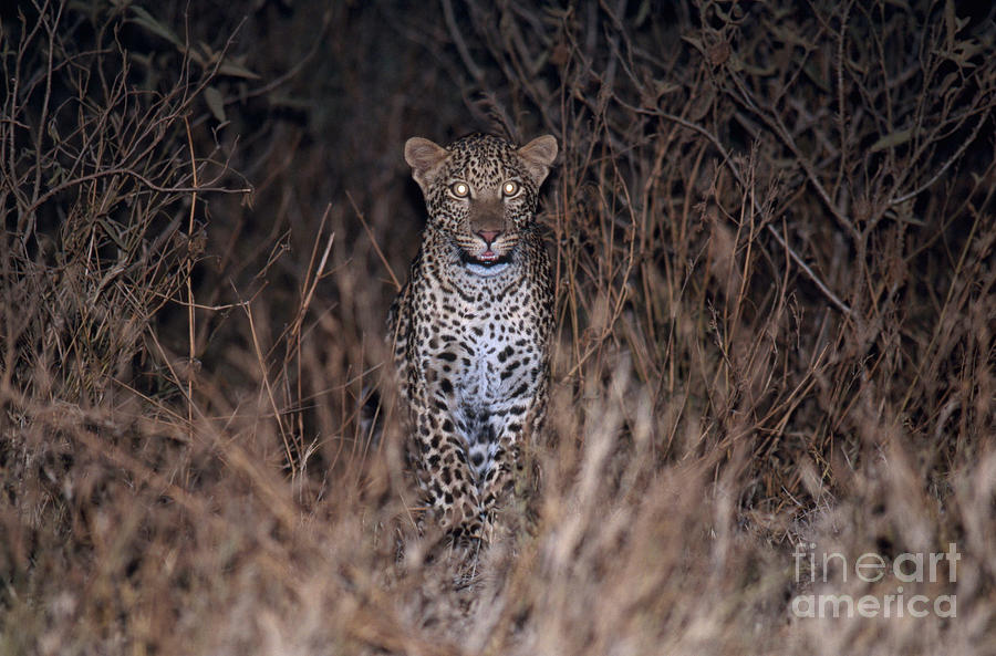 Leopard Prowling At Night Photograph by Gregory G. Dimijian, M.D.