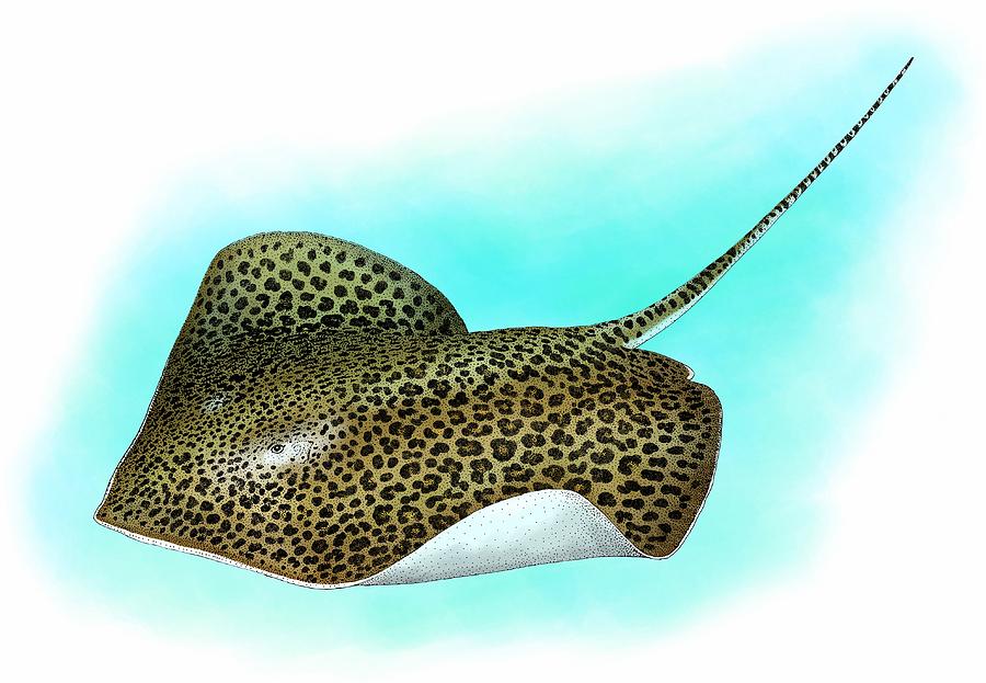 Leopard Ray Photograph by Roger Hall