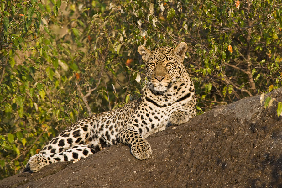 Leopard Reclining Masai Mara Kenya Photograph by Elliott Neep