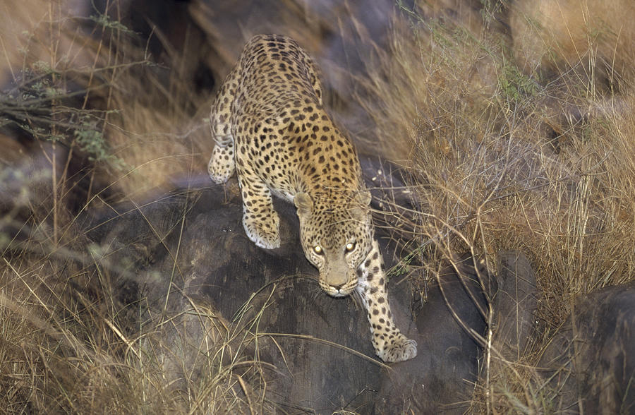 Leopard Running At Dusk Etosha Np Photograph by Konrad Wothe