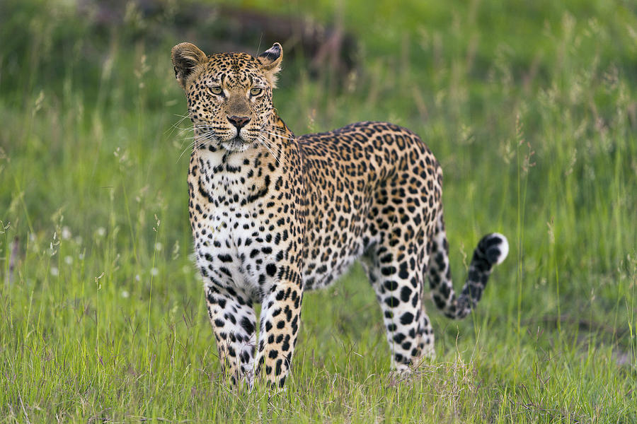 Leopard Sabi-sands Game Reserve South Photograph by Sergey Gorshkov