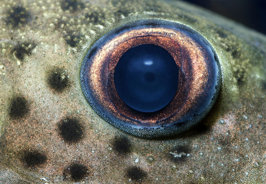 Fish Photograph - Leopard Sailfin Pleco Eye Abstract by Nigel Downer