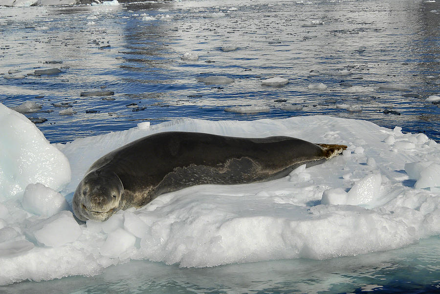 Leopard Seal Photograph by Alan Toepfer