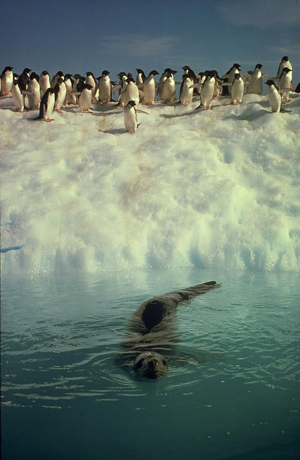 Leopard Seal And Penguins Photograph by Robert Hernandez - Pixels