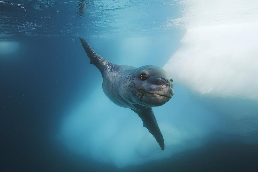 Leopard Seal Antarctica Photograph by Hiroya  Minakuchi