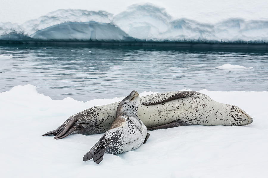 Leopard Seal Hydrurga Leptonyx Mother Photograph by Michael Nolan ...