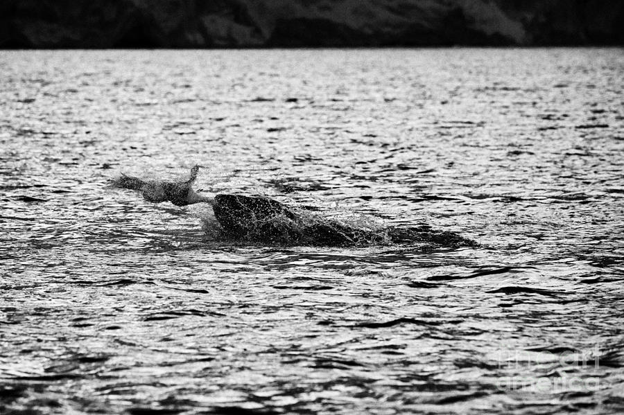 Leopard Seal Killing A Penguin In Port Lockroy Antarctica Photograph By