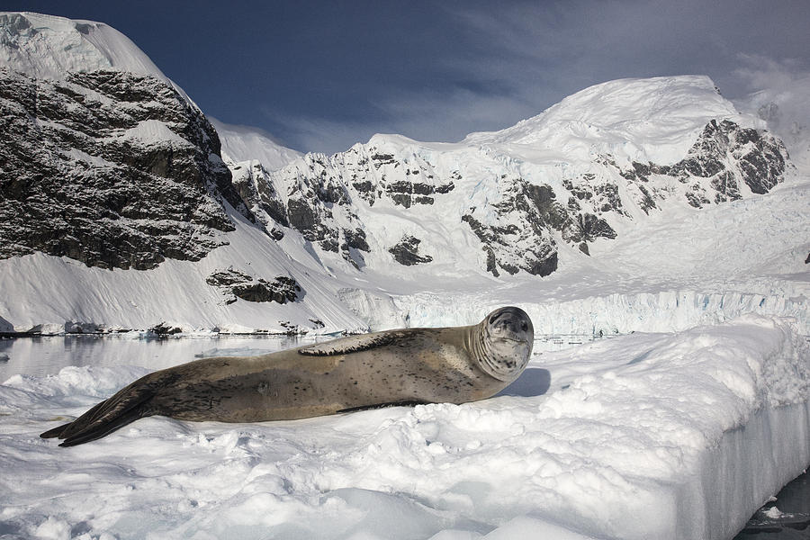 Leopard Seal On Ice Floe Paradise Bay Photograph by Matthias  Breiter