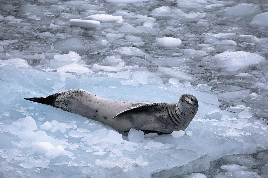 Leopard Seal Reclining Antarctica Photograph by Flip Nicklin