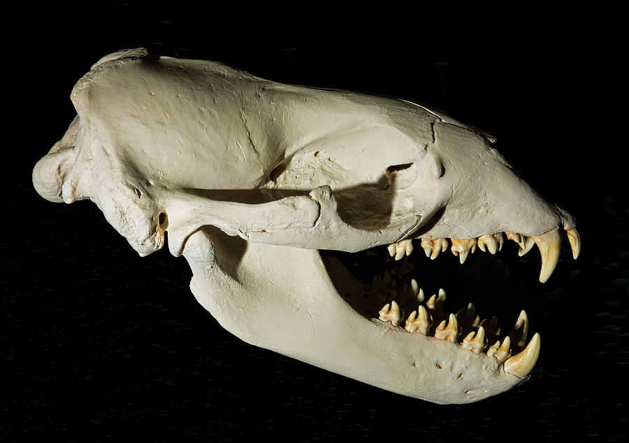 Leopard Seal Skull Photograph by Millard H. Sharp - Pixels