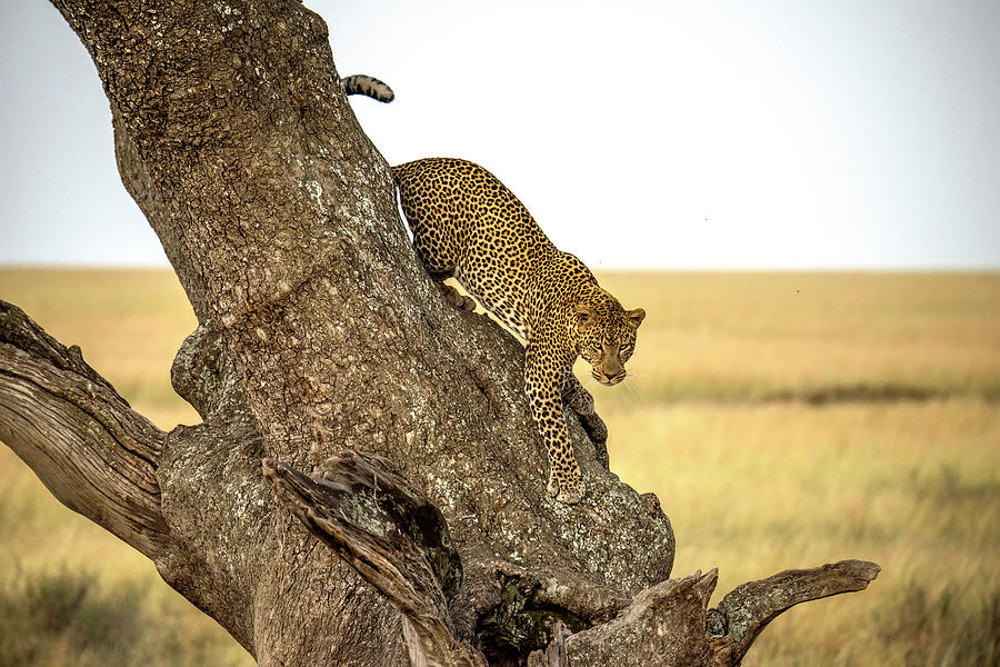 Wildlife Photograph - Leopard - Serengheti, Tanzania by Giuseppe D\\\amico