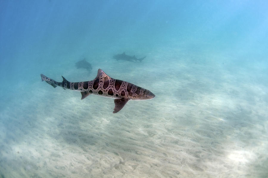 Sharks Photograph - Leopard Shark by Greg Amptman