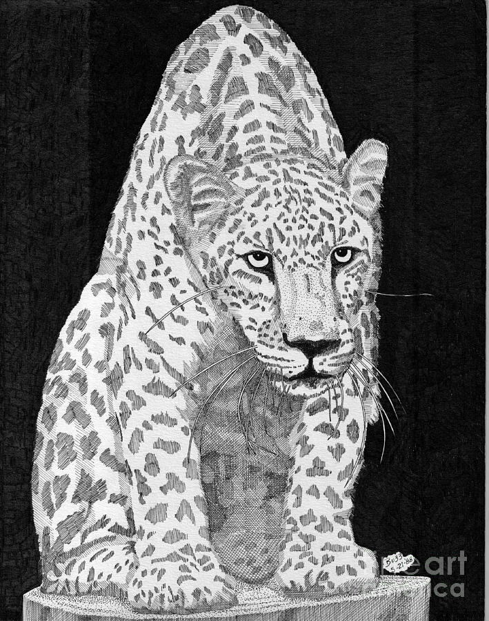 Leopard Drawing - Leopard sitting by Calvert Koerber