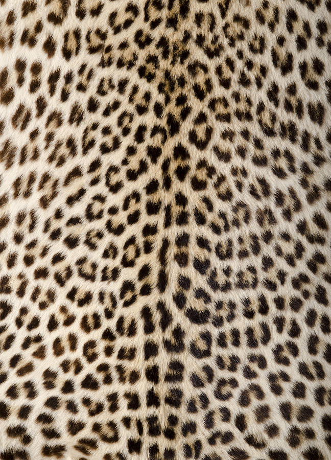 Leopard Skin/Hide Photograph by PhilipCacka
