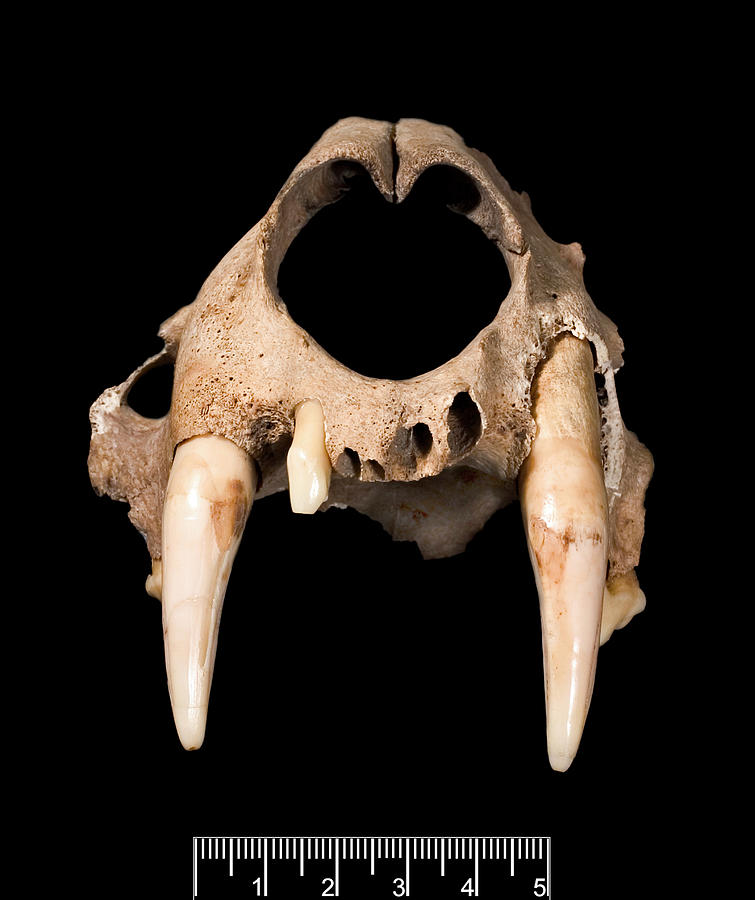 Leopard Skull Photograph by Natural History Museum, London/science Photo Library