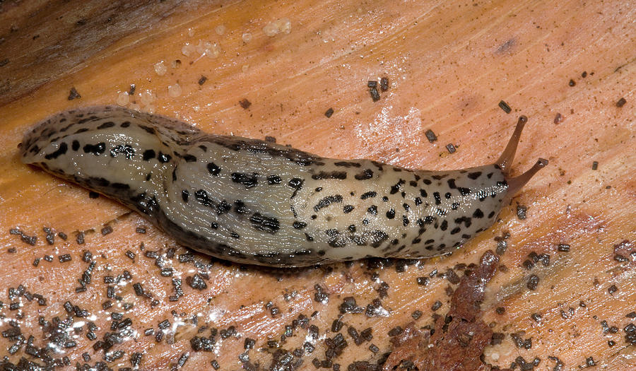 Wildlife Photograph - Leopard Slug Or Great Grey Slug by Nigel Downer