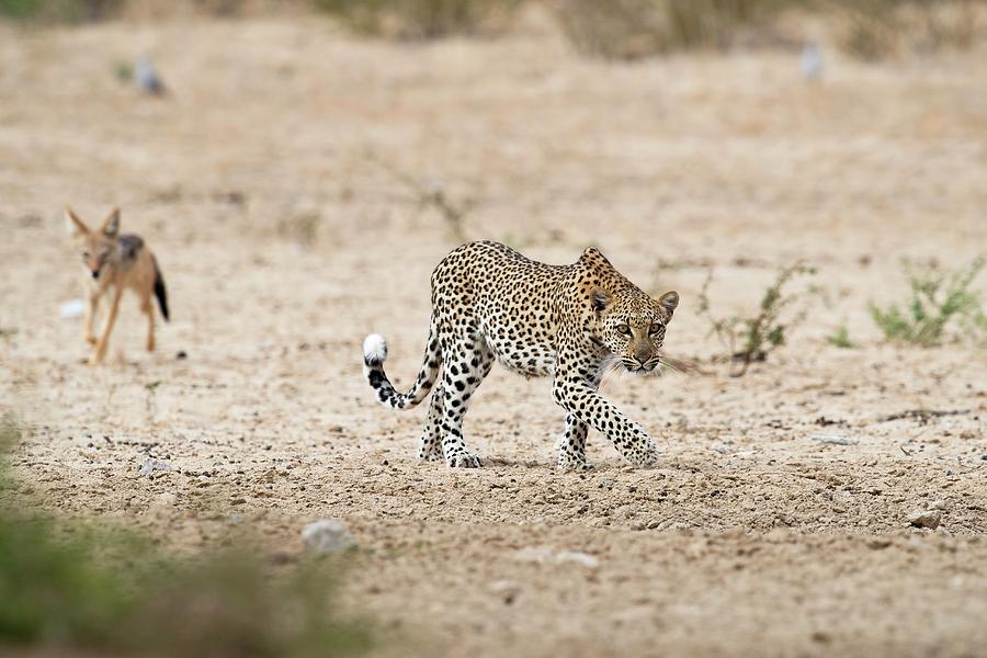 Leopard Stalking Photograph by Tony Camacho