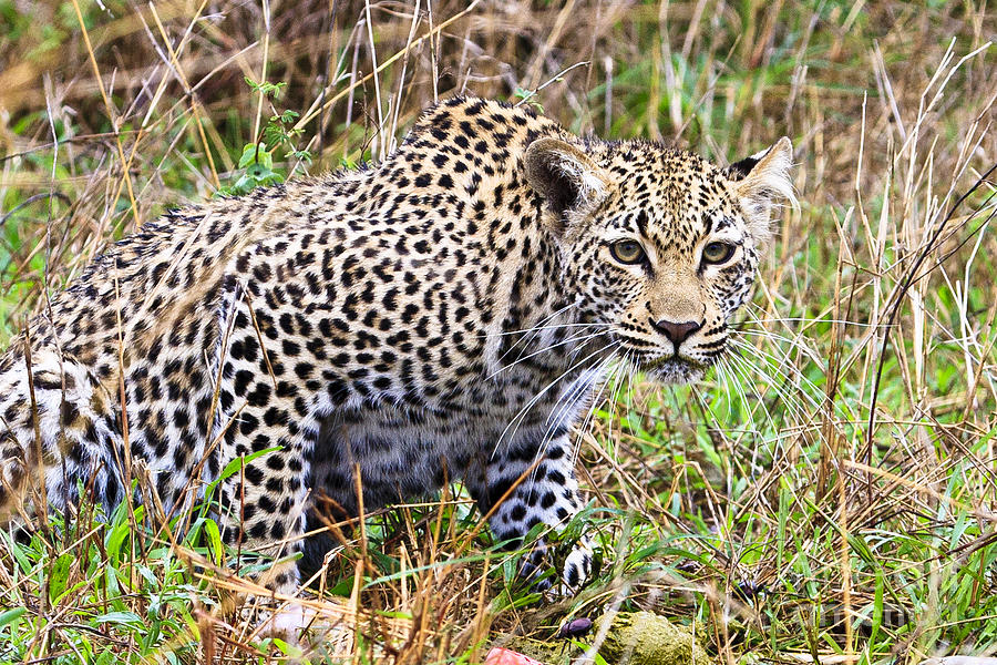 Leopard Stare Photograph by Jennifer Ludlum