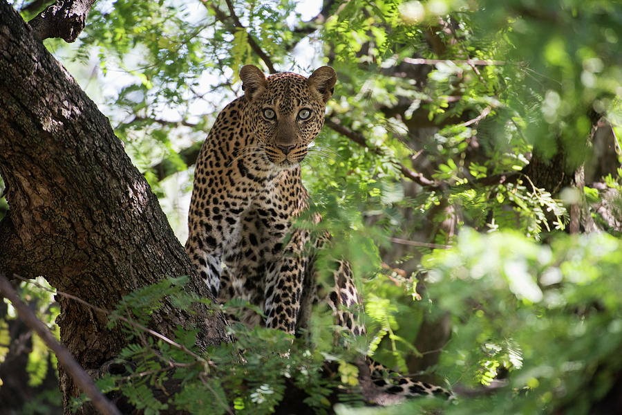 Leopard Staring From Tree In Lake Photograph by Kenneth Whitten