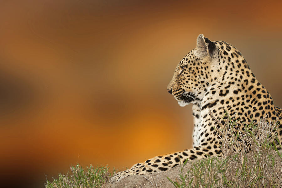 Animal Photograph - Leopard Sunset by John De Jager