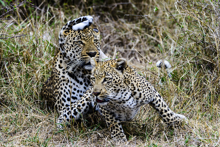 Leopard Photograph - Leopard Tease by David Yack