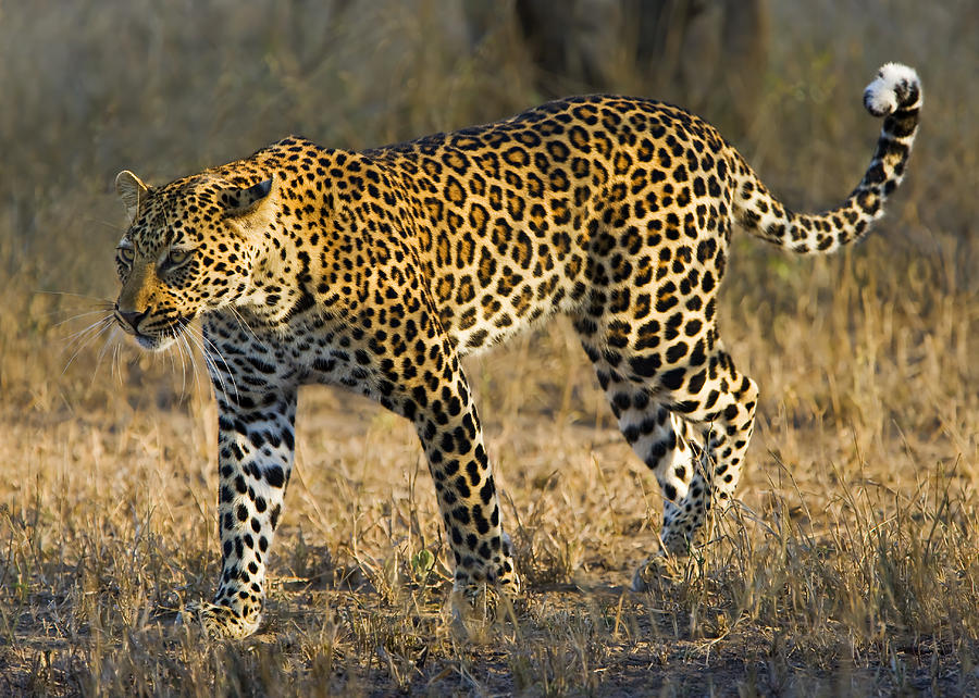 Wildlife Photograph - Leopard -The Elusive One by Basie Van Zyl