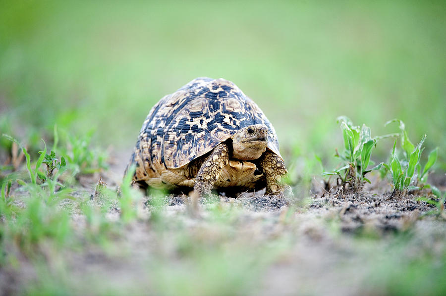 Nature Photograph - Leopard Tortoise Geochelone Pardalis by Animal Images