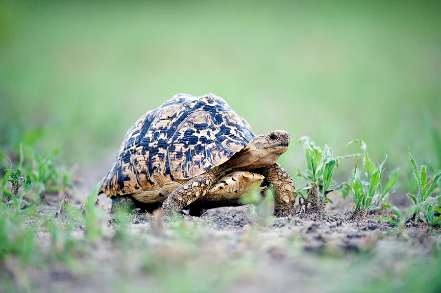 Leopard Tortoise Geochelone Pardalis Photograph by Panoramic Images