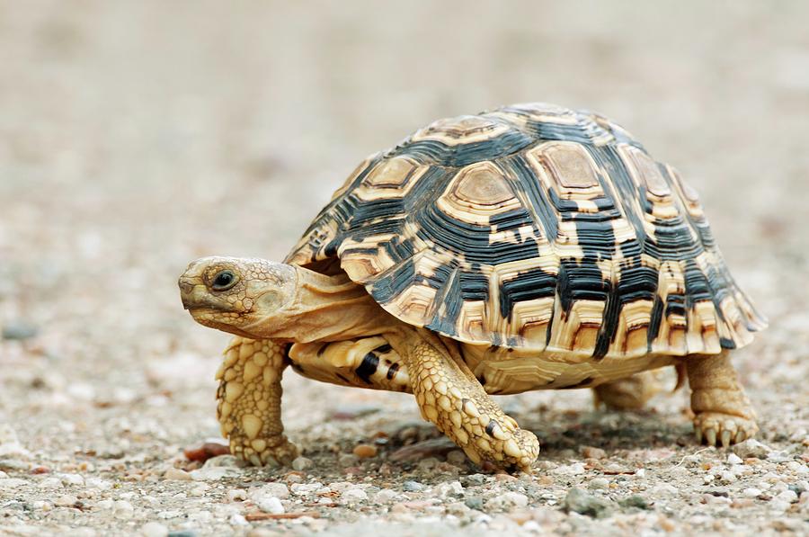 Leopard Tortoise Photograph By Peter Chadwick Science Photo Library 