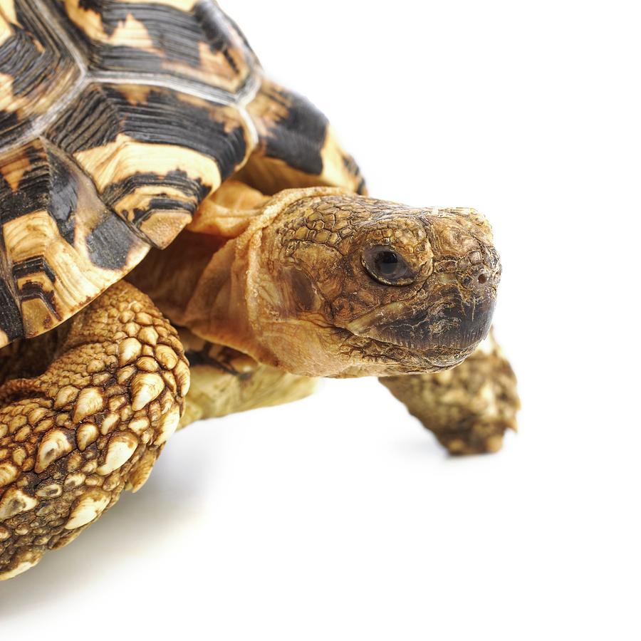 Leopard Tortoise Photograph by Science Photo Library - Fine Art America