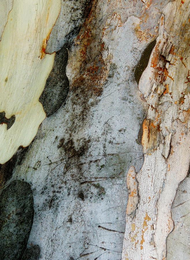 Leopard Tree Bark Abstract 5 Photograph by Denise Clark