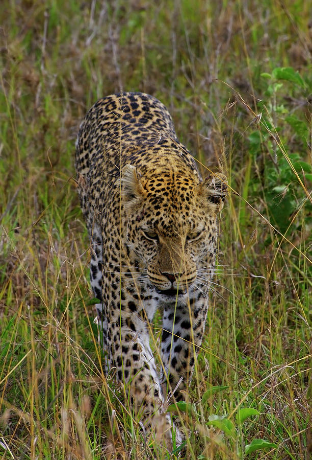 National Parks Photograph - Leopard Walking Through Tall Grass by Johnathan Ampersand Esper