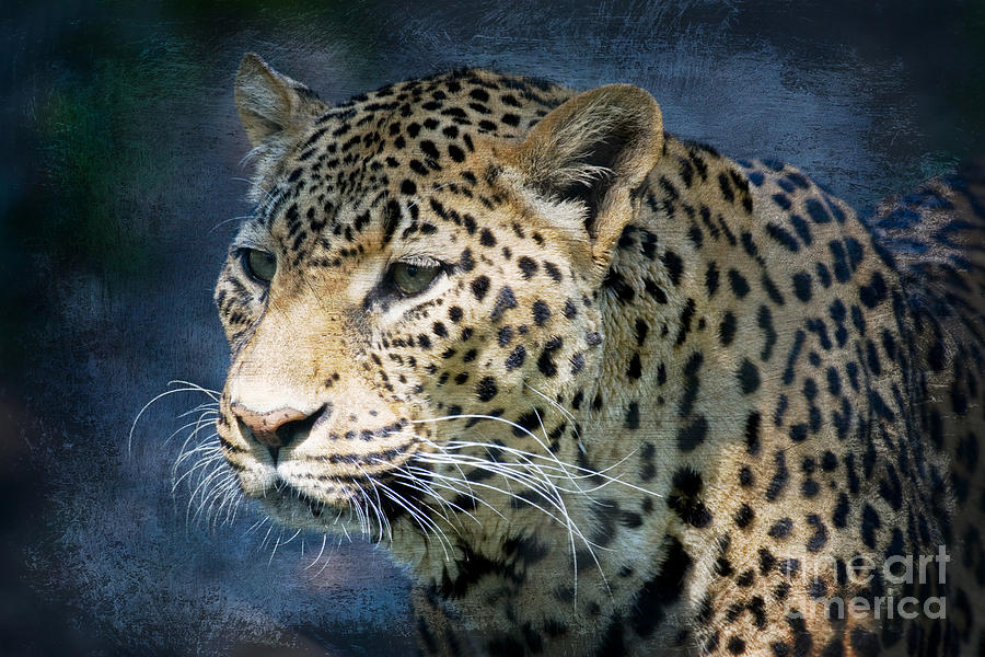 Leopard Whiskers Photograph by Chris Scroggins