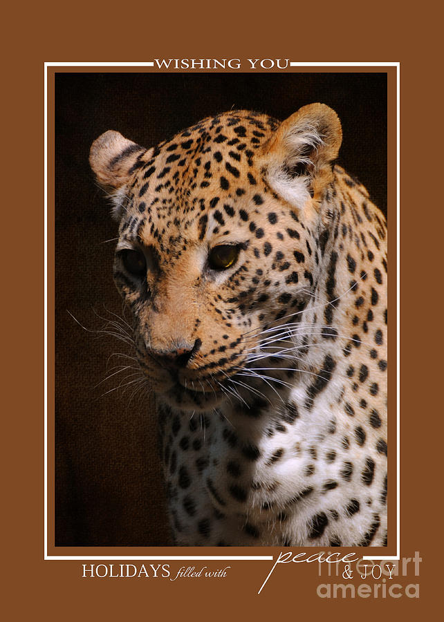 Leopard Wildlife Christmas Cards Photograph by Jai Johnson