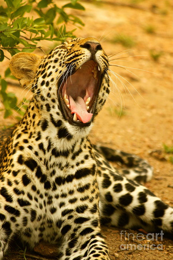 Leopard Yawn Photograph by Michael Cinnamond