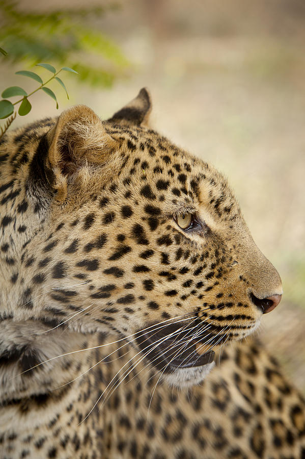 Leopard Zimbabwe Photograph by Michael Durham