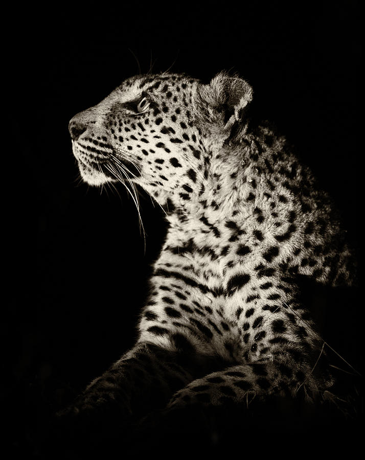 Leopardess at Night Photograph by Max Waugh