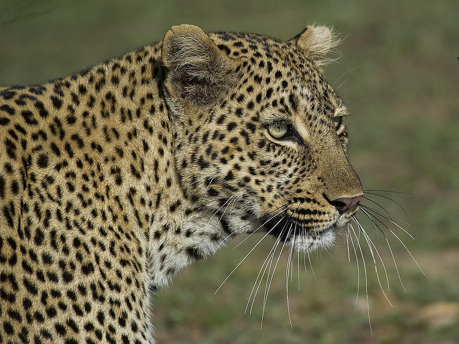 Leopardess Photograph by Wade Aiken